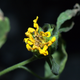 Image for article titled The First Space Flower Bloomed Decades Ago, Not This Week